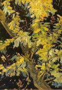 Vincent Van Gogh Blossoming Acacia Branches Germany oil painting artist